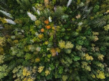 🌿 طبیعت، بزرگ‌ترین منبع خلاقیت ماست